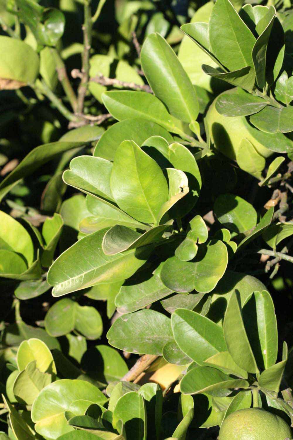              Sun leaves (Riverside, CA)       